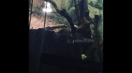 Varanus melinus monitor Feeding