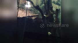 Newsflare Edit - Varanus melinus monitor Feeding