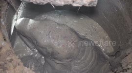 Baby elephant rescued from well
