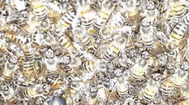Bees are Buzzing