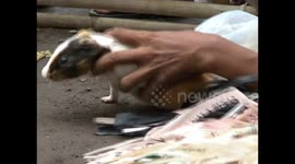 Can't afford a racehorse? How about a racing guinea pig?