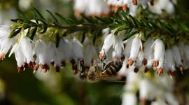 Bees gather pollen from heather flowers
