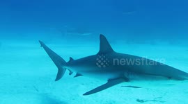 Diving with sharks in Bahamas | Close ups