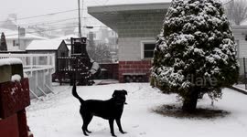 Dog playing in snow