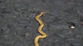 Hammerhead Worm