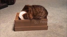 Cat getting high on Catnip