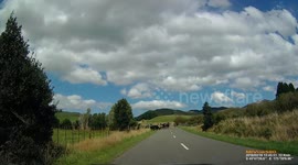 Cows on Road holding up Traffic Dashcam footage New Zealand
