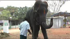 Elephant plays the harmonica