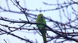 UK Ring Neck Parakeets in the North of England