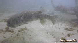 curious pufferfish