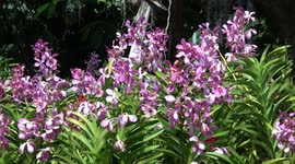 Beautiful flowers at Rajapruek Royal Garden