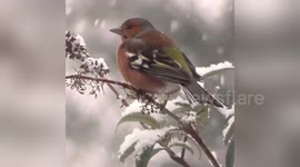 Newsflare Edit - Garden birds in a winter wonderland