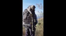 Adventure cat plays on backpack