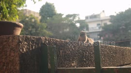 Chipmunk having fun. Sunny and funny day