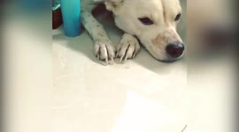 Animal Friendship - When somebody comes to call u mom but u can't remember when was the pregnancy