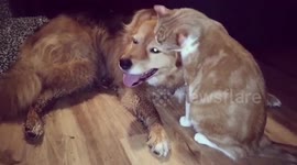Dog and cats friendship