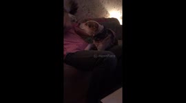 Fun and games with the dogs!