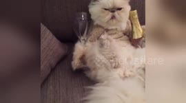 This kitty relaxing with wine is us after a long day of work