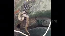 Russells Viper Snake Rescued from well using Hook in India