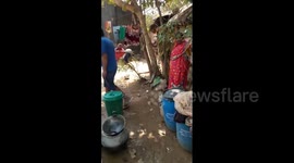Deadly Russell's viper pulled out of open well in India