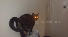 Cat has evil glowing eyes while being told off on camera