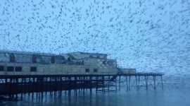 Thousands of starlings burst out from under The Royal Pier in Aberystwyth