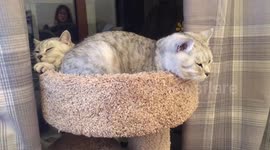 Adult cats sharing bed