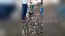 Deadly snake rescued from open well in India