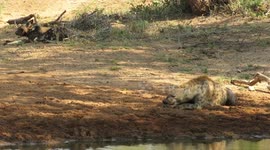 Unlikely friendship spotted between African Wild dogs and Hyenas