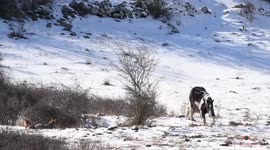 Un cavallo temerario e sei lupi, chi vincerà?