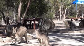 Emu Shows Kangaroo Who's Boss