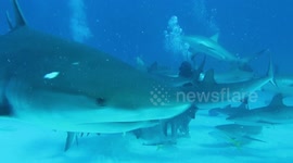 Shark feedind dive - Bahamas