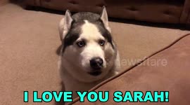 Clever Husky Learning To Talk! Listen To What He Says!