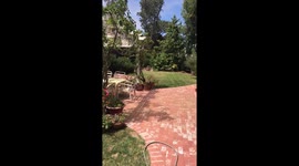 Wild Bird eats from my hand in slow motion