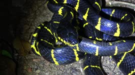 Mangrove Cat Snake up close