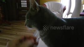 Leo the Grooming Cat
