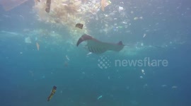Plastic pollution ruins tourist's diving trip in Indonesia