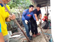 Python caught under house after eating pet cat
