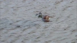 Massive crocodile hunts Impala drinking in river