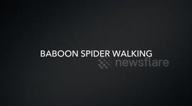 Baboon Spider Walking Close Up