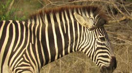 Bird perfectly demonstrates symbiotic relationship with zebra