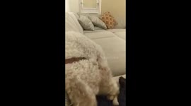Dog lovingly adores his owner