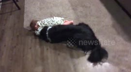Baby and Border Collie being ADORABLE!