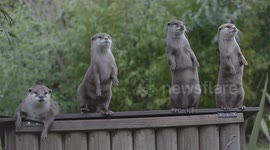 And the winner of the meerkat impression contest is...
