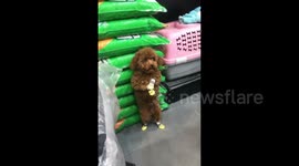 Toy poodle looks genuinely shaken after being told off by owner in public