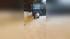 Cheeky dog squats on baby's head
