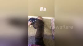 Cheeky dog squats on baby crawling