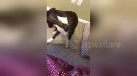 Cheeky dog squats on crawling baby