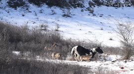 Prances with Wolves: brave horse frolics with wolf pack