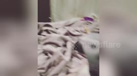 Newsflare Edit - Dog accidentally touches my new african grey parrot for the first time and completely freaks out!